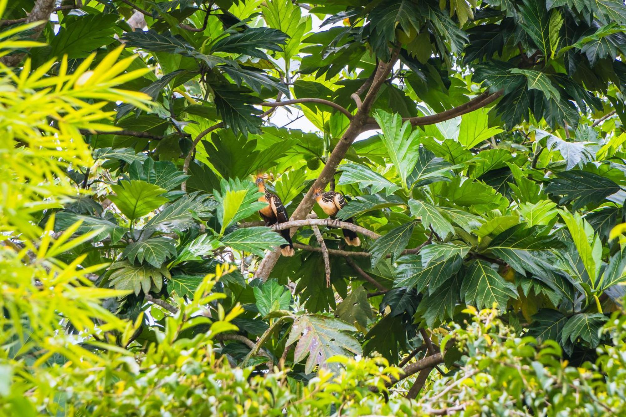 Passiflora Lodge Tambopata Пуерто-Мальдонадо Екстер'єр фото